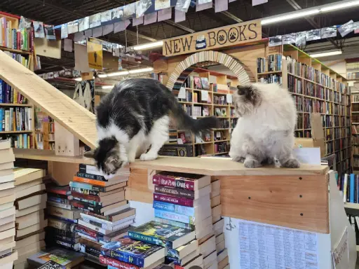 Two cats in a bookstore act curious, like homeowners exploring new bathroom ideas with Mid State Baths.